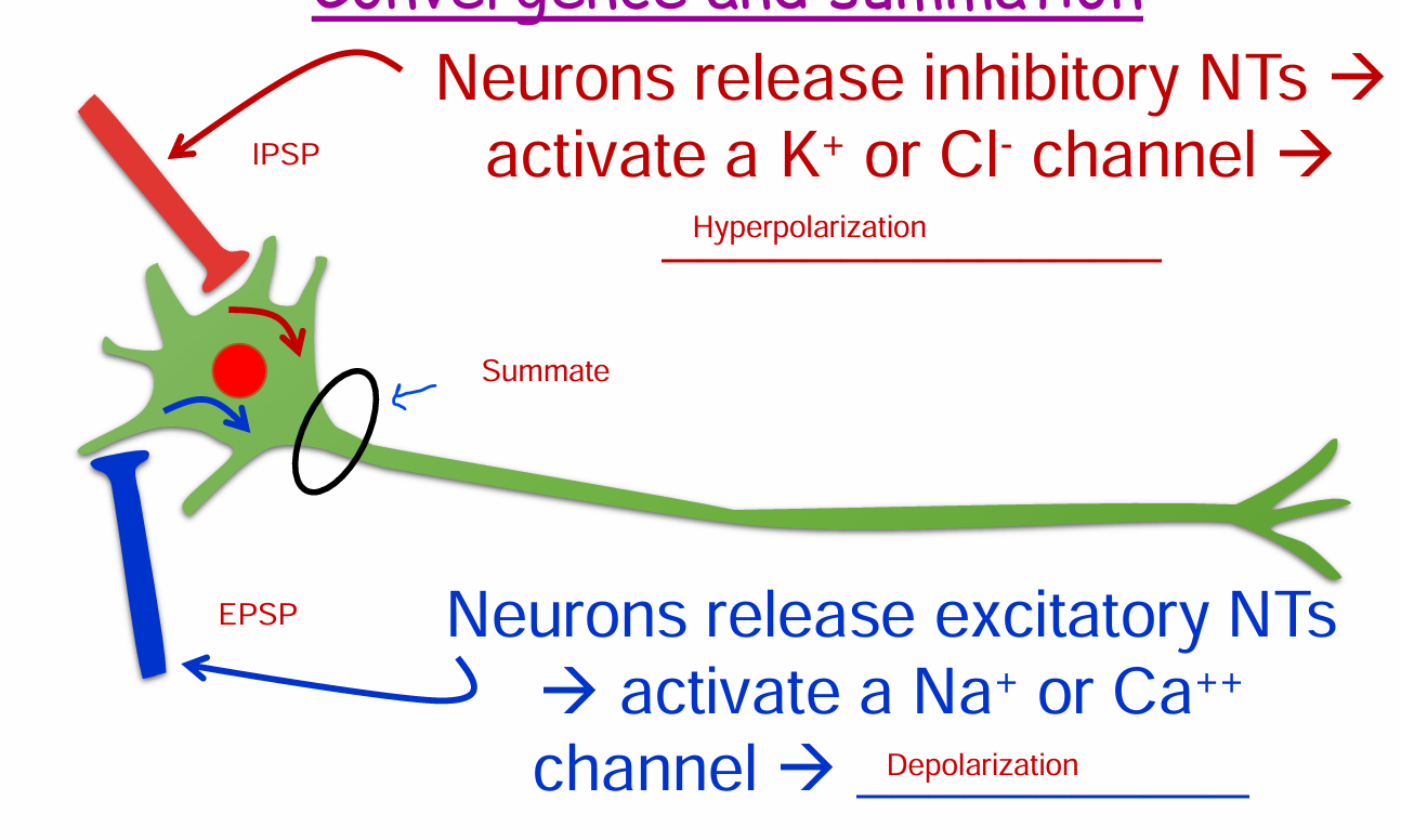 <p>IPSP: Neurons release inhibitory NTs → activate a K+ or Cl- channel → Hyperpolarization</p><p></p><p>EPSP: Neurons release excitatory NTs → activate a Na+ or Ca++ channel → Depolarization</p><p></p>