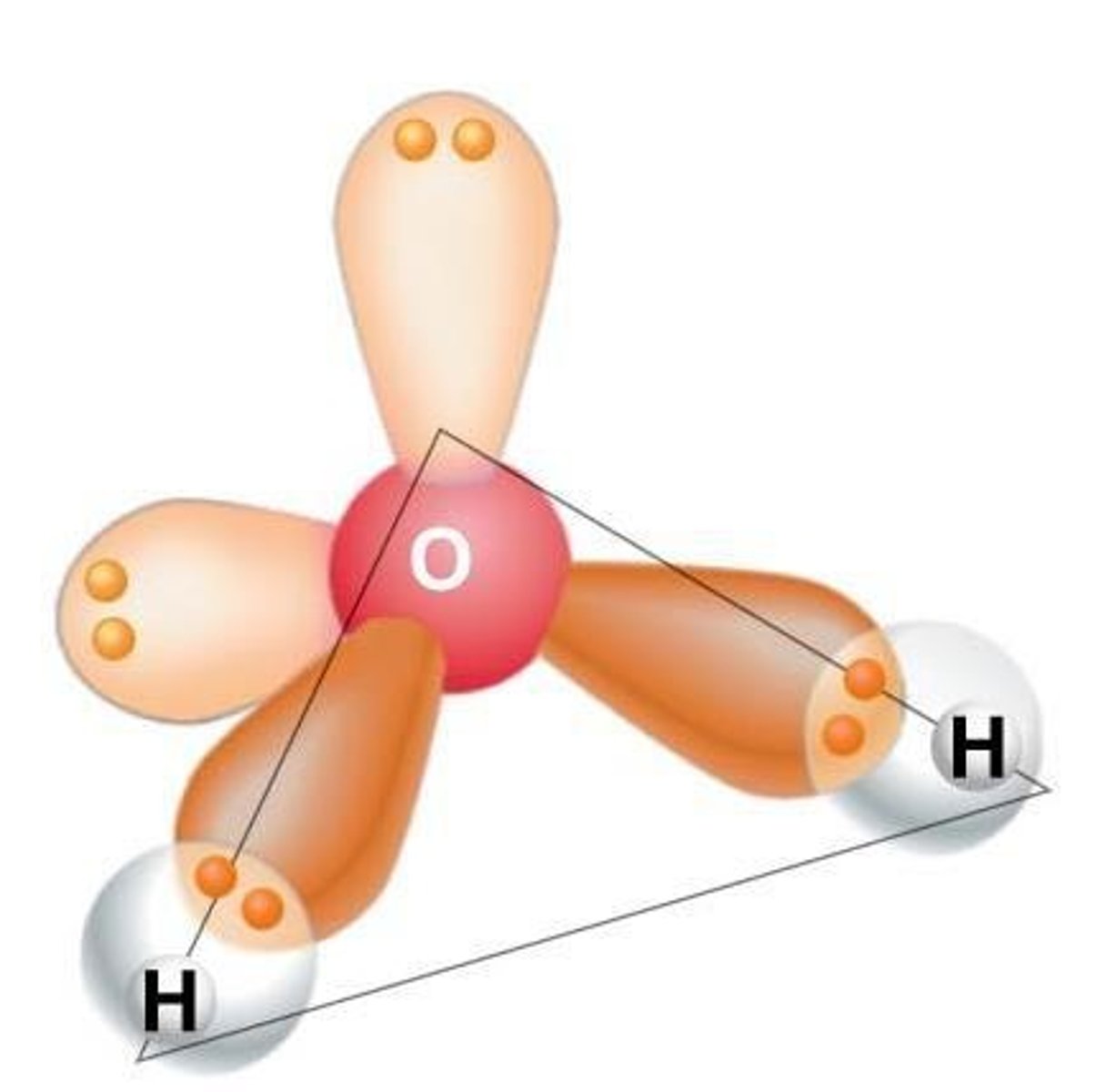 <p>Oxygen is more electronegative than hydrogen, leading to a polar covalent bond.</p>