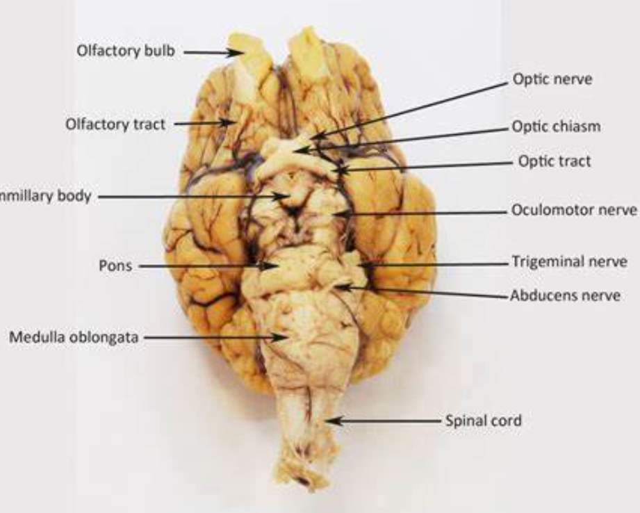 <p>top part of middle area of the sheep brain</p>