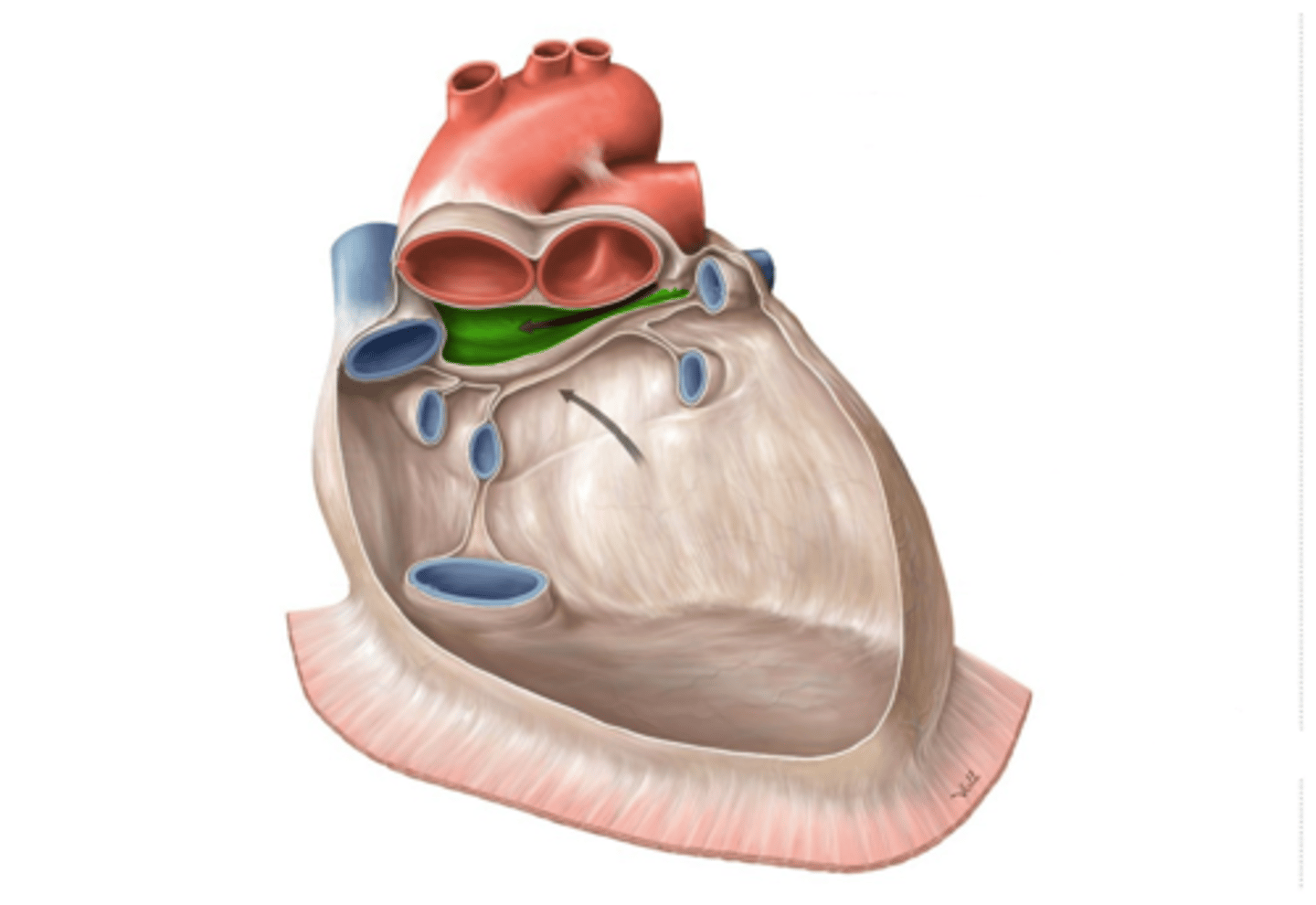 <p>ruimte tussen de arteriële en veneuze pool</p>