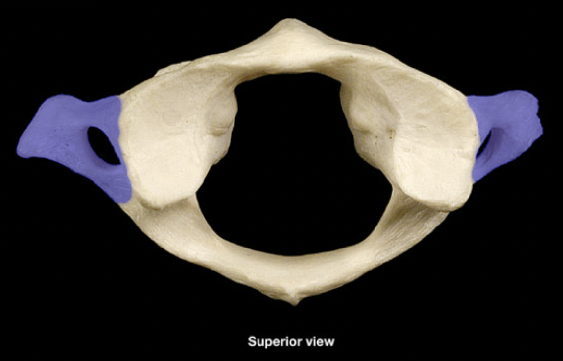 <p>(top - anterior)</p>