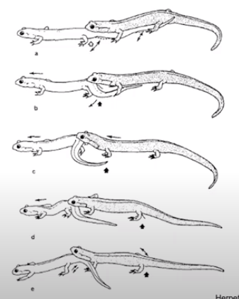 Back to Plethodontids: tail straddling walk; reproduction