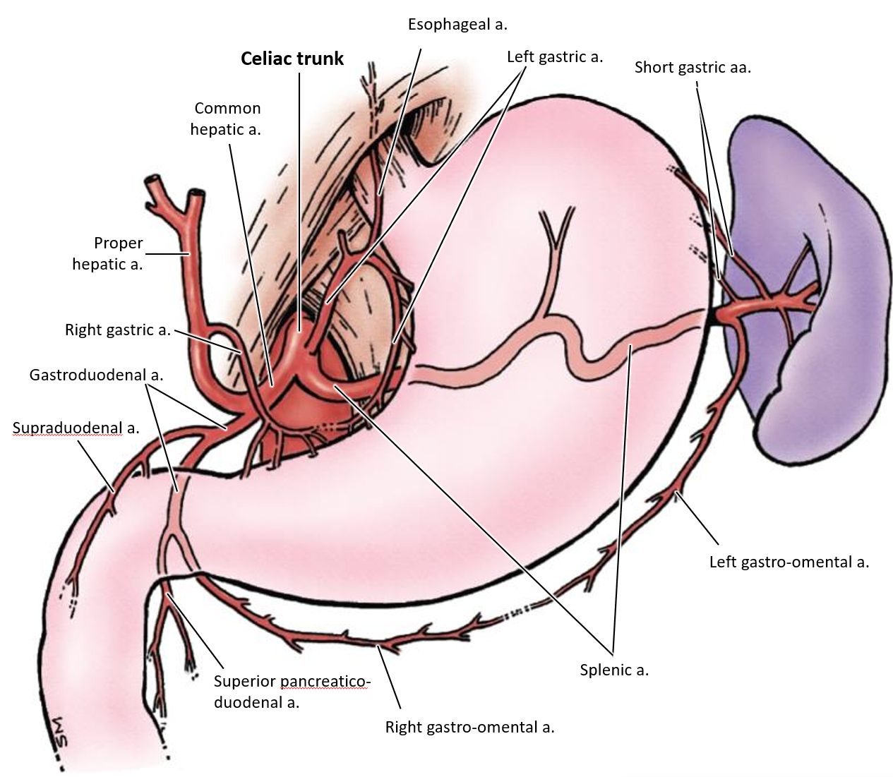 <p>The <strong>left and right gastro-omental arteries </strong></p>