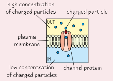 <ul><li><p>Form <strong>pores</strong> in membrane for <strong>charged particles </strong>to diffuse through</p></li><li><p><strong>Diff channel proteins </strong>facilitate diffusion of <strong>diff charged particles</strong></p></li></ul><p></p>