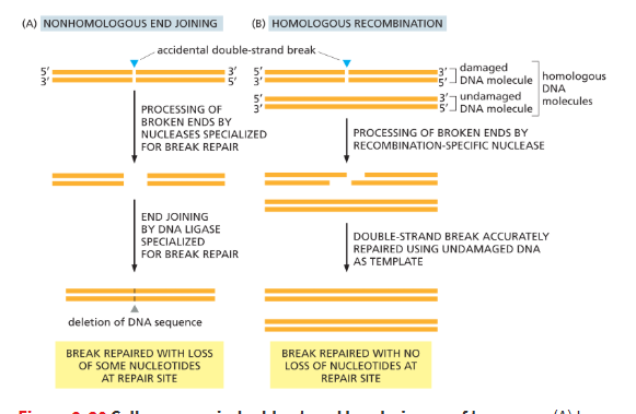 <p> involves hurriedly sticking the broken ends back together, before the DNA fragments drift apart and get lost.</p><ul><li><p>Directly joins broken DNA ends.</p></li><li><p>Broken ends are processed (flush) → nucleotide sequence may be lost.</p></li><li><p>DNA ligase joins flush ends together</p></li><li><p>risky, dirty</p></li></ul><p></p>