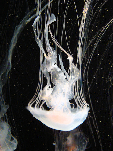 <p>Jellies</p>