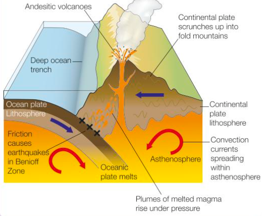 <ul><li><p>The oceanic plate is denser than the continental plate, which causes the oceanic plate to subduct underneath the continental plate.</p></li><li><p>The point of collision is marked by the bending of the oceanic plate to form a deep ocean trench e.g., Peru-Chile trench along the Pacific coast of South America.</p></li><li><p>The two plates then converge, causing the continental land mass to become uplifted, compressed, buckled and folded into chains of fold mountains e.g., Andes.</p></li><li><p>The sinking oceanic plate begins to melts at depths beyond 100km, and is completely destroyed by 700km. This zone of melting is called the Benioff Zone.</p></li><li><p>Melting is caused by both increasing heat at depth and friction.</p></li><li><p>The friction can lead to, built up tension, which can be released as intermediate or deep-focus earthquakes. </p></li><li><p>The melted oceanic plate creates magma, which is less dense that the surrounding asthenosphere, &amp; so rises in great plumes.</p></li><li><p>The magma that passes through the cracks in the buckled continental plate, may reach the surface to form explosive volcanic eruptions.</p></li></ul><p></p>