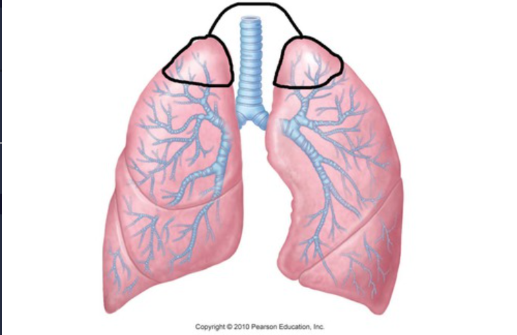 The top part of the lung.