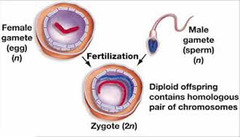 fertilized egg