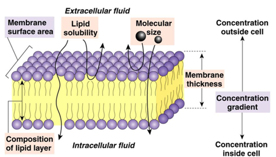 * passive (no ATP)
* high to low concentration
* net movement until concentration is equal

\
__faster when__:

* short distance
* higher temperature
* smaller molecular size
* more permeable membrane
* larger surface area of membrane
* thinner membrane
* larger concentration gradient