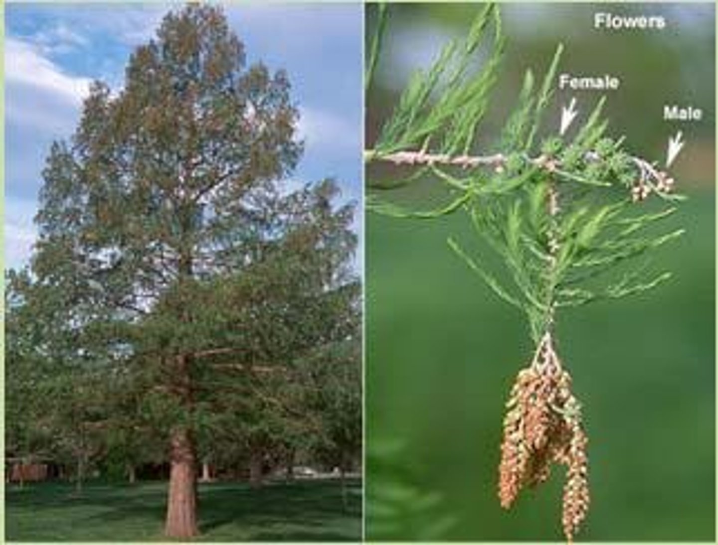 <p>Flowers in dense, globose clusters on a long, pendulous stalk; individual male and female flowers are inconspicuous.</p>