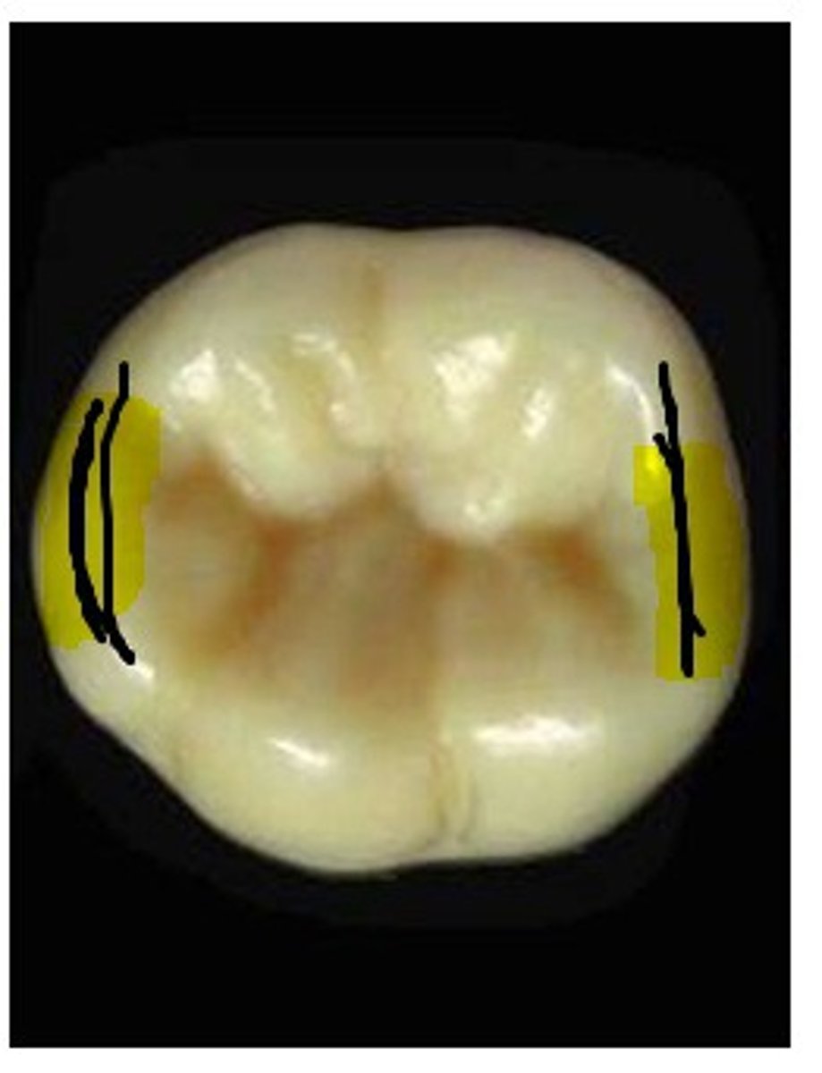 <p>Elevated areas of enamel that form the mesial and distal borders of the lingual surface on the anterior teeth and the mesial and distal borders of the occlusal surface of the posterior teeth</p>