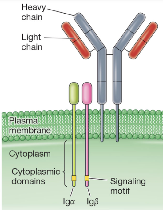 <p>contain 2 heavy and 3 light chains, transmembrane domains, and small cytoplasmic domains</p>