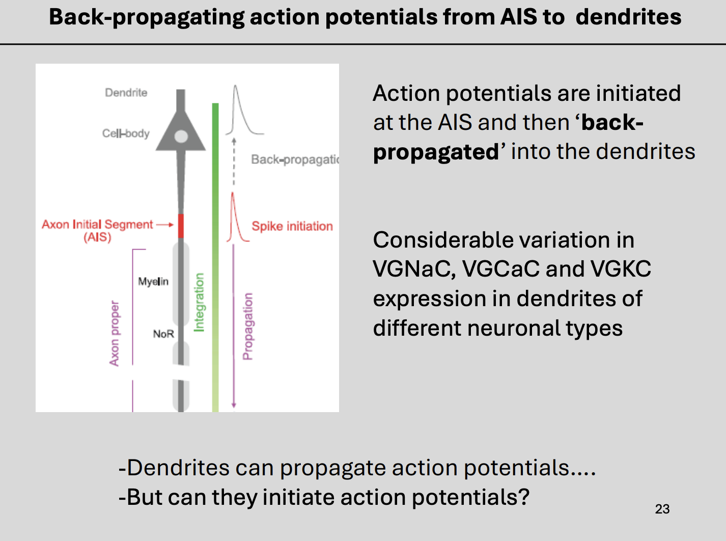 <p>→ They are named ‘<strong>back-propagating action potentials (bAPs)’:</strong></p><ol><li><p>initiated at the AIS</p></li><li><p>then propagated simultaneously along the axon</p></li><li><p><strong>back</strong> into the soma and dendrites</p></li></ol><p></p>