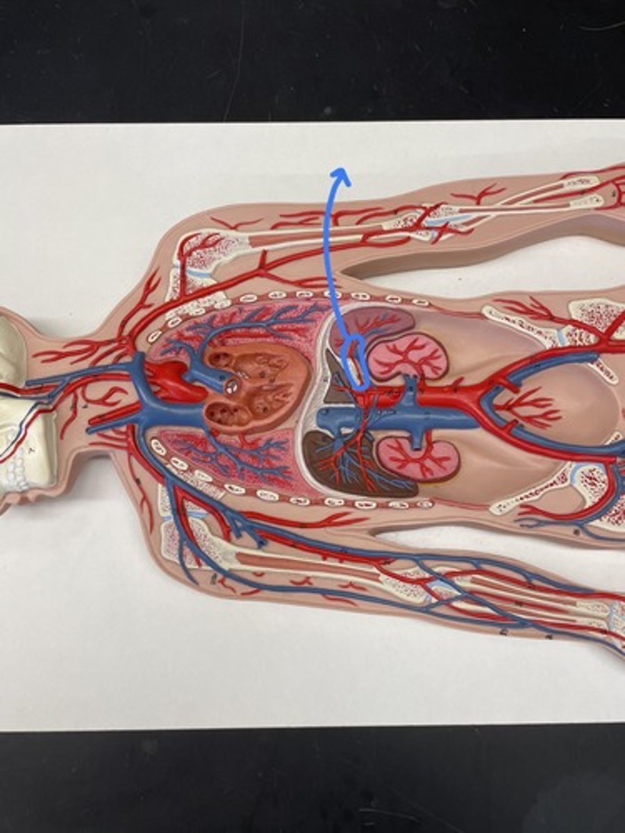<p>supplies the spleen</p>