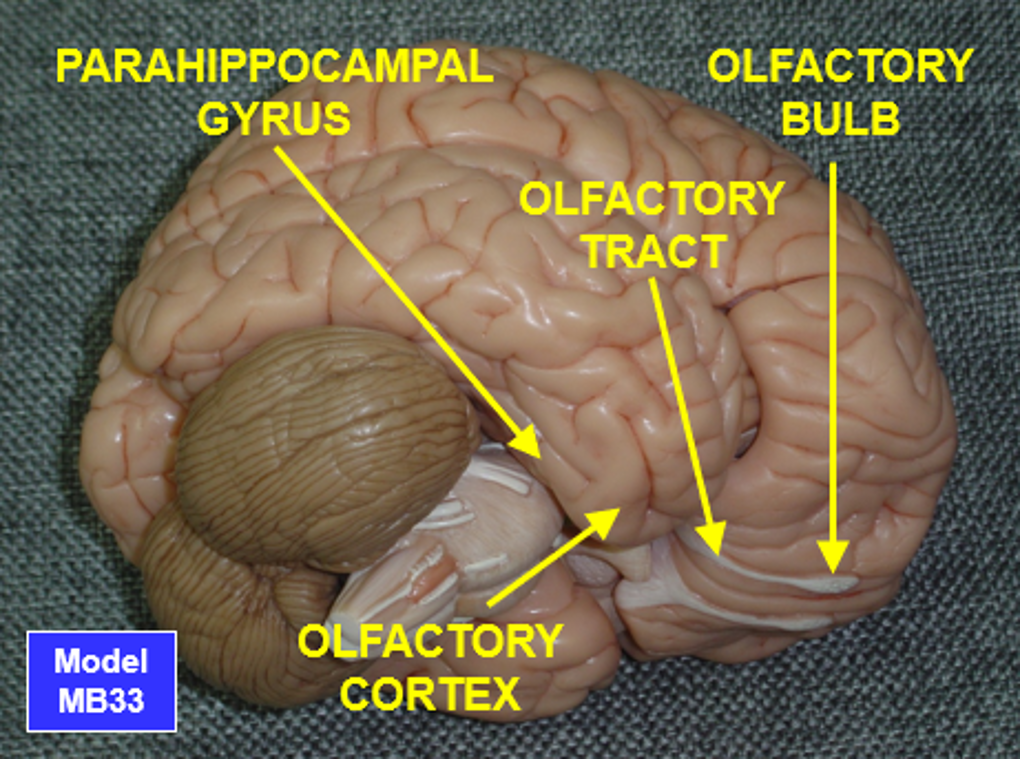 <ul><li><p>parahippocampal gyrus</p></li><li><p>olfactory bulb</p></li><li><p>olfactory tract</p></li><li><p>olfactory cortex</p></li></ul><p></p>