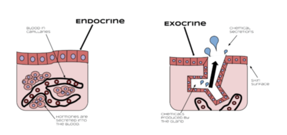 <p>a. endocrine gland</p>