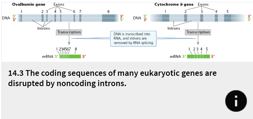 <p>RNA coding regions</p>