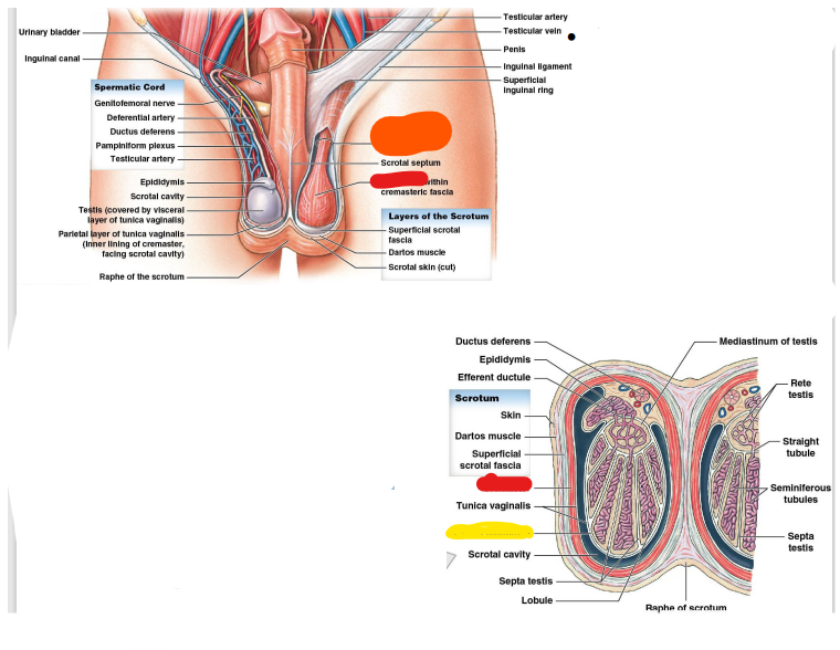 ______ _________: 
connective tissue; 
surrounds testes 
(yellow)