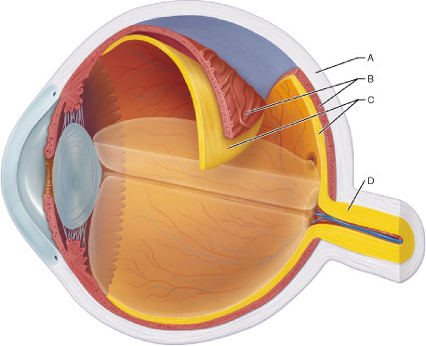 <p>begins at ora serrata</p><p>ends at optic nerve head</p>