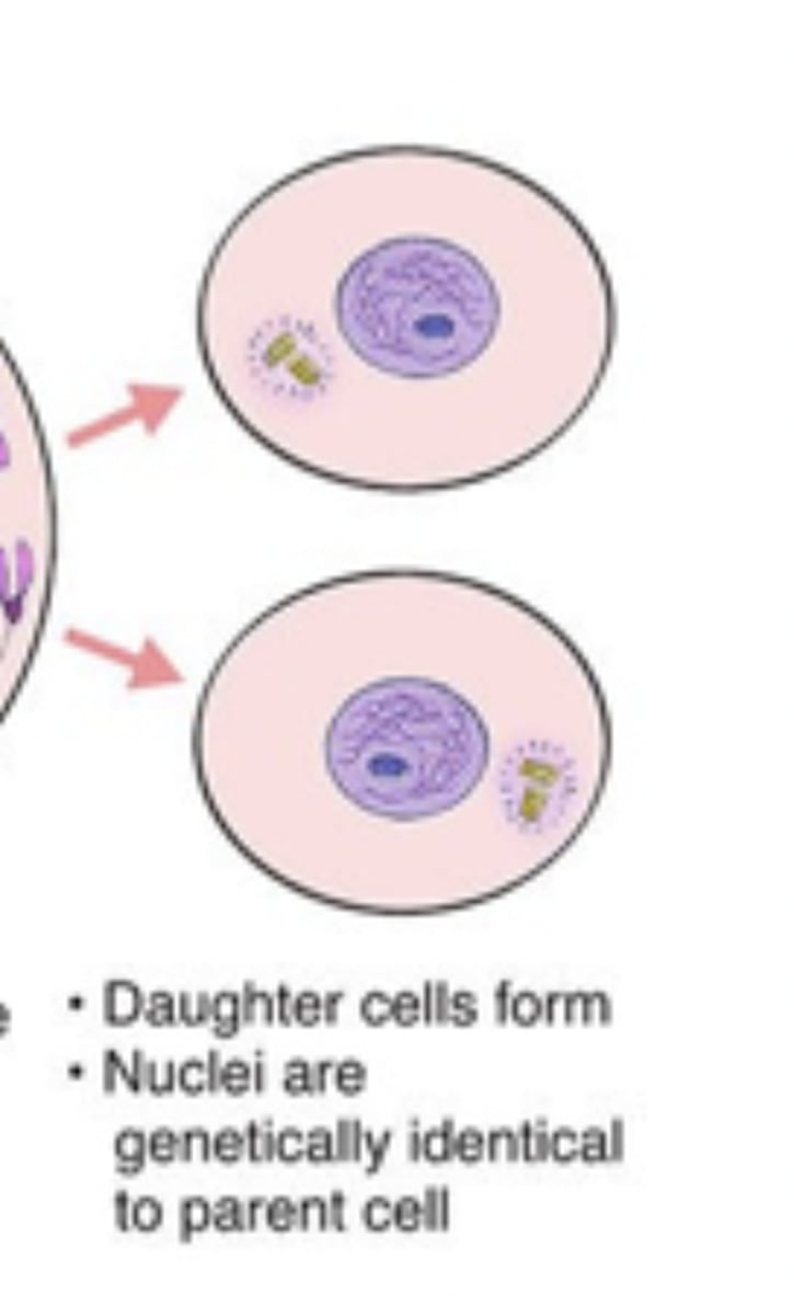 <p>cytoplasmic division produces two haploid daughter cells</p>