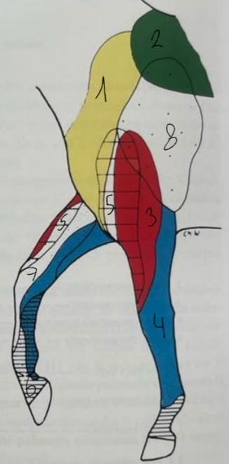 <p>Nerfs cutanés </p>