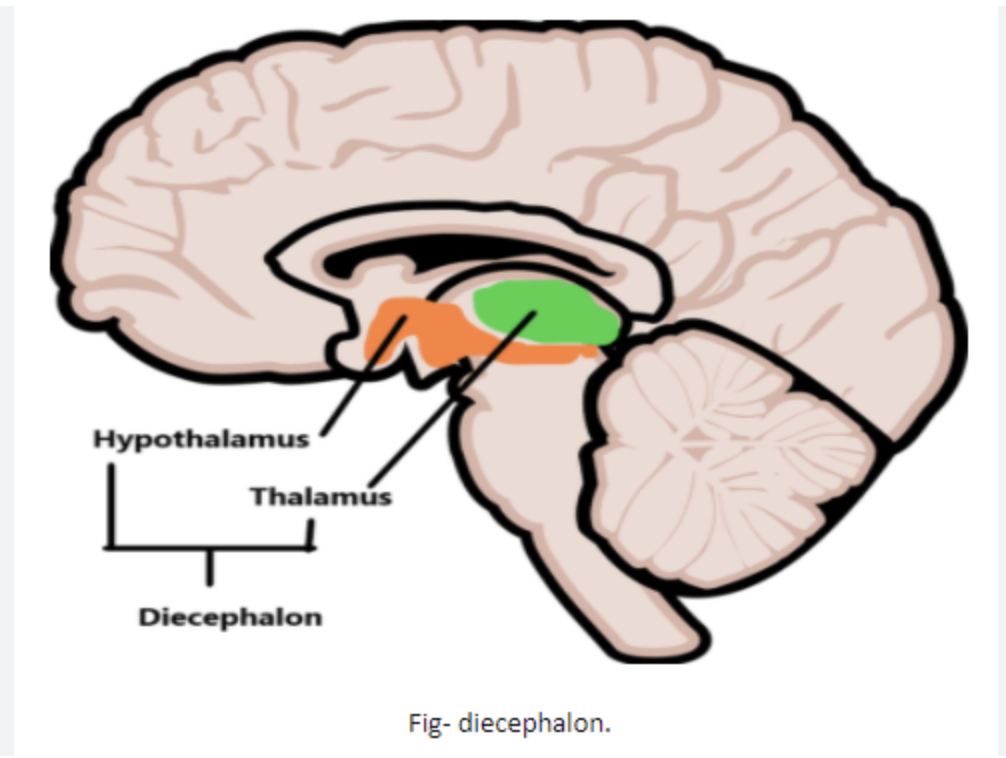 <p>The diencephalon connects the midbrain to the forebrain. It is located deep within the brain and comprises the <strong>epithalamus, thalamus, subthalamus and hypothalamus.</strong></p>