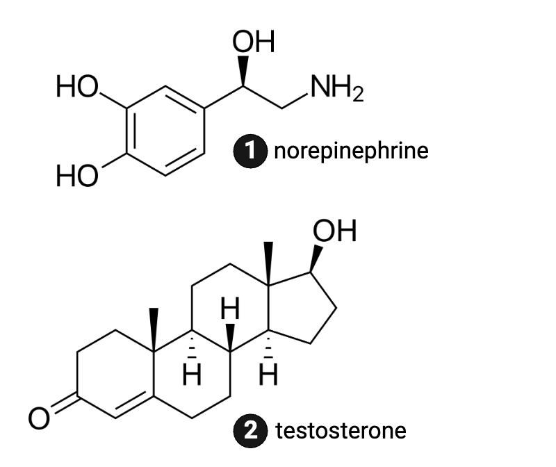 <p>Which molecule is more likely to bind to a membrane receptor?</p><ul><li><p><span>a. norepinephrine</span></p></li><li><p><span>b. testosterone</span></p></li></ul><p></p>