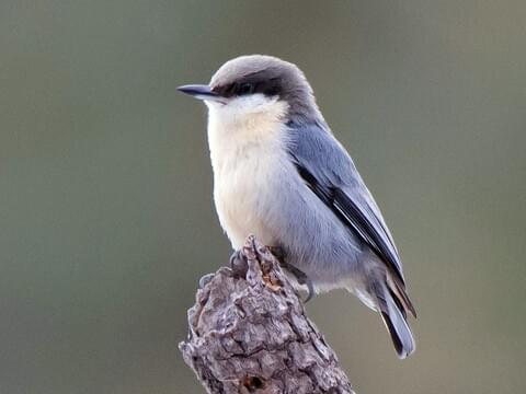 <p><em>Pygmy </em>Nuthatch</p>