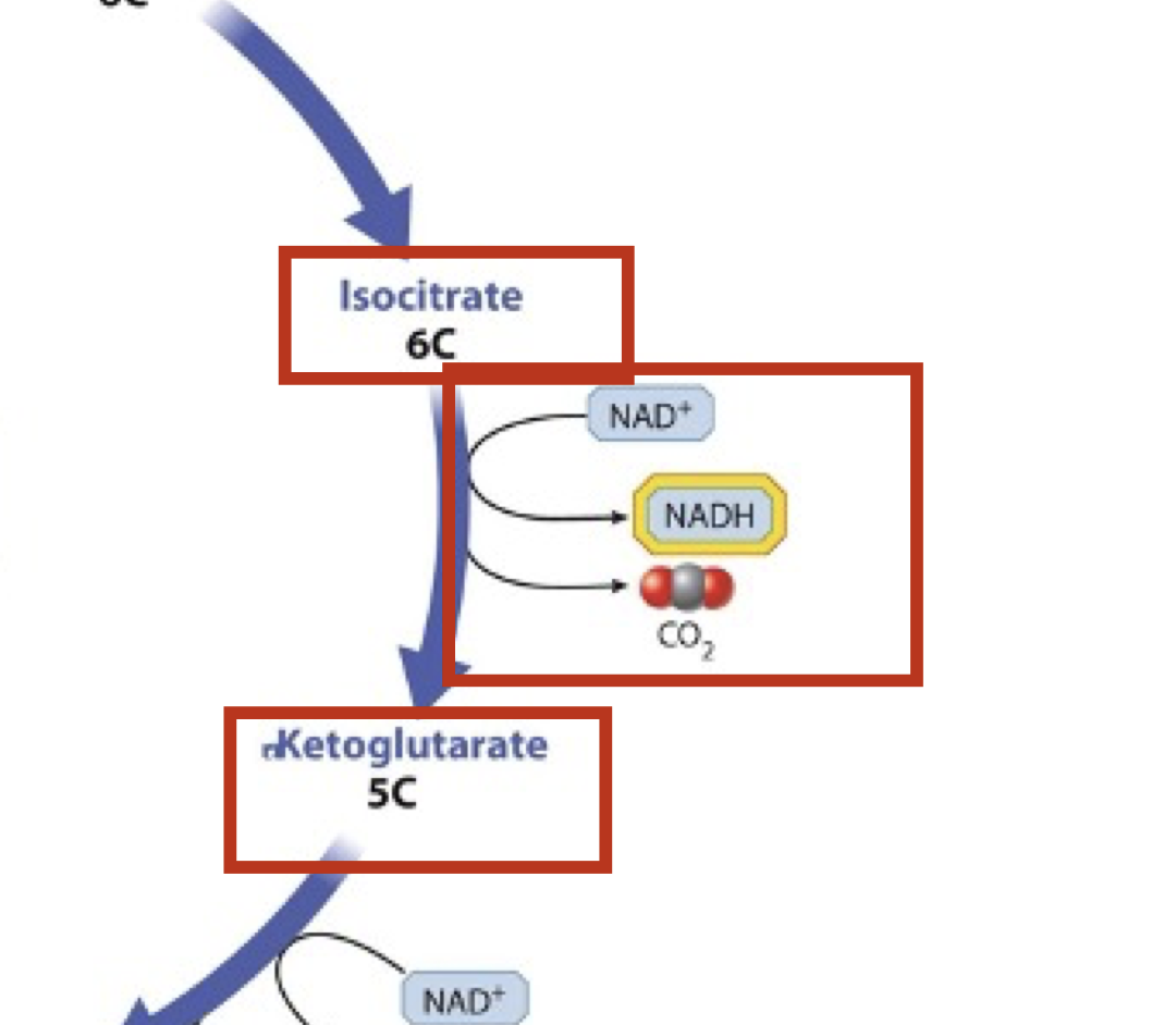 <p>6 carbon molecule converted to 5 carbon molecule; CO2 is lost (one carbon); NADH electron carrier produced</p>