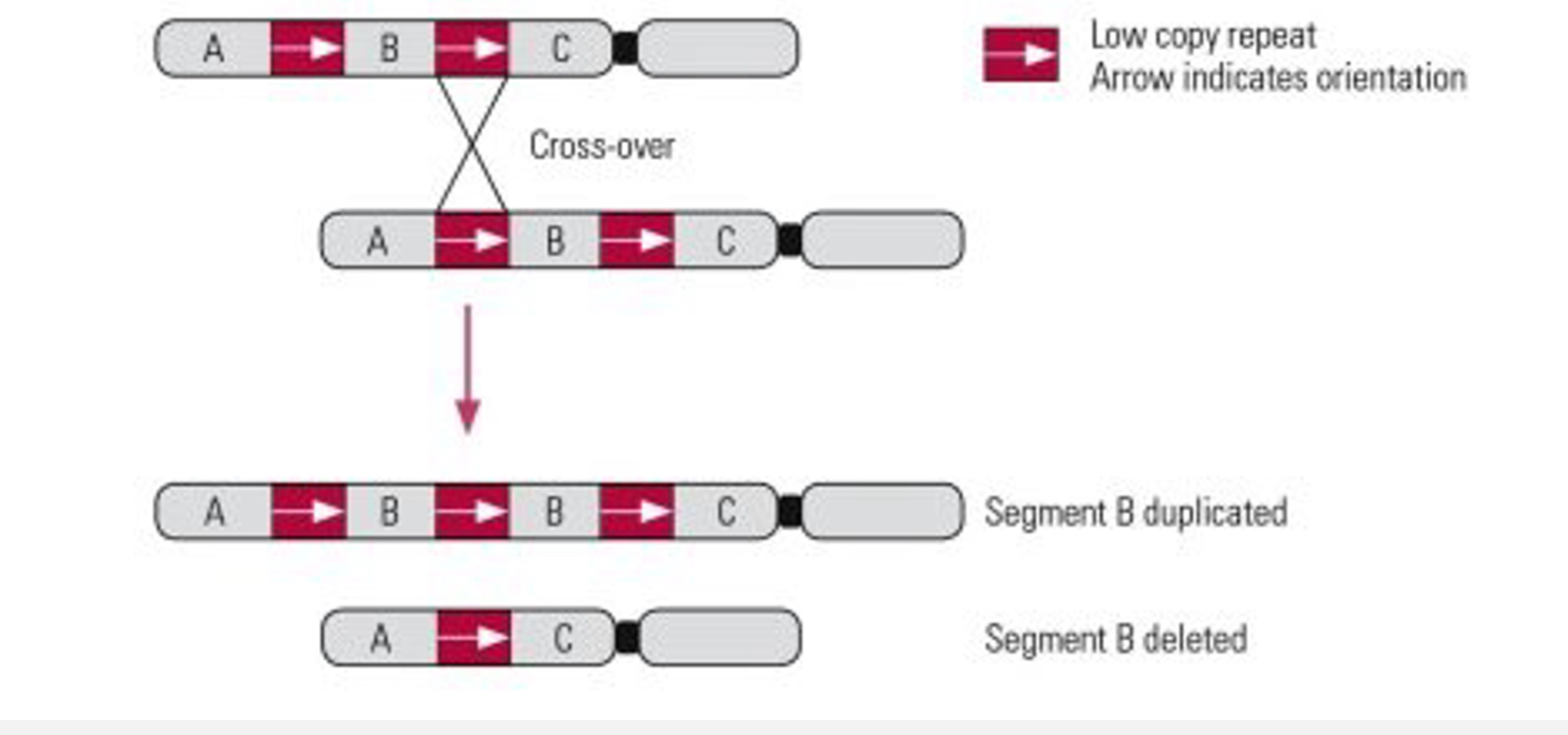 <p><span style="font-family: UICTFontTextStyleBody; font-size: 17px;">Provides redundancy or new functions, leading to innovation.</span></p><p></p><p><span style="font-family: UICTFontTextStyleBody; font-size: 17px;">Unequal crossing over during meiosis.</span></p><p class="p1"><span style="font-family: UICTFontTextStyleBody; font-size: 17px;"> </span></p><p class="p1"><span style="font-family: UICTFontTextStyleBody; font-size: 17px;">Retrotransposition (RNA copy reinserted into genome).</span></p><p class="p1"><span style="font-family: UICTFontTextStyleBody; font-size: 17px;"> </span></p><p class="p1"><span style="font-family: UICTFontTextStyleBody; font-size: 17px;">Whole-genome duplication (WGD) → entire set of chromosomes duplicated.</span></p>