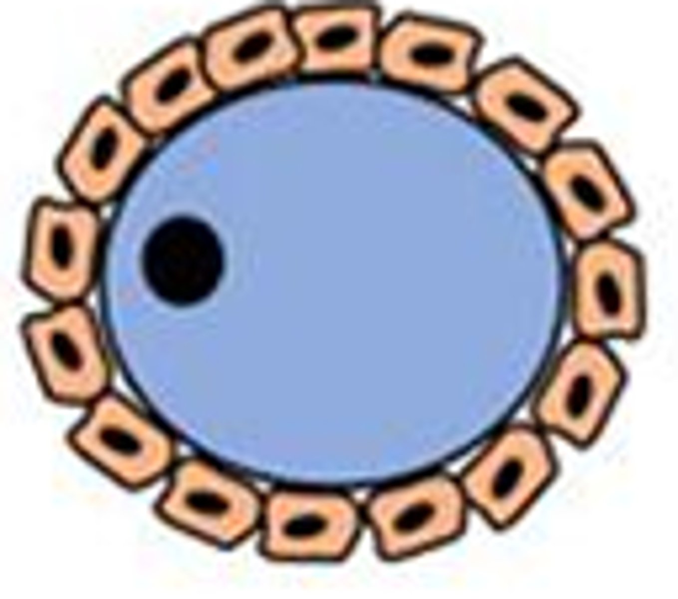 <p>in the _____ follicle, _____ cells are surrounding the oocyte</p>