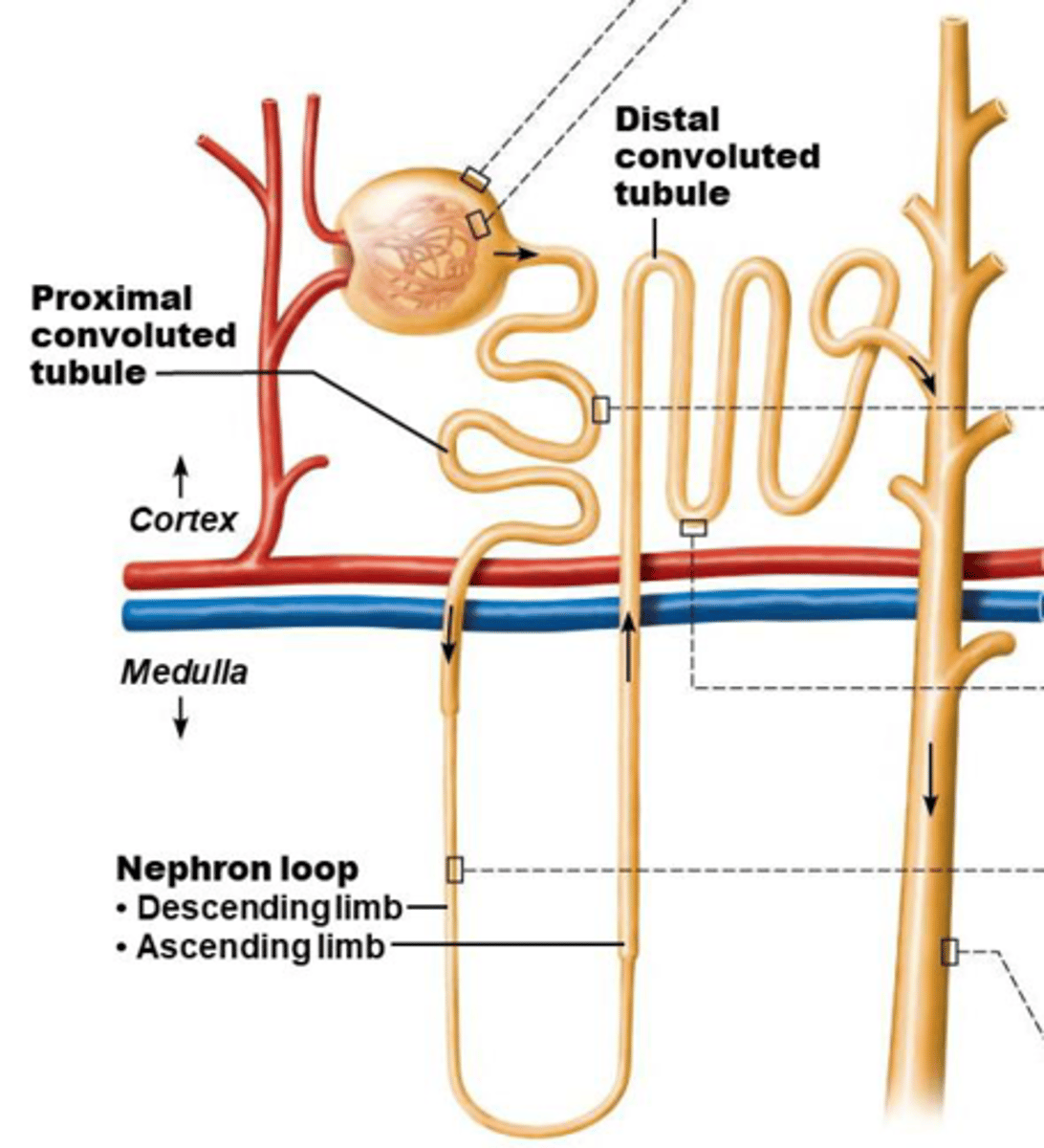 <p>1) proximal convoluted tubule (PCT)</p><p>2) nephron loop/loop of Henle (ascending + descending loops)</p><p>3) distal convoluted tubule (DCT)</p>