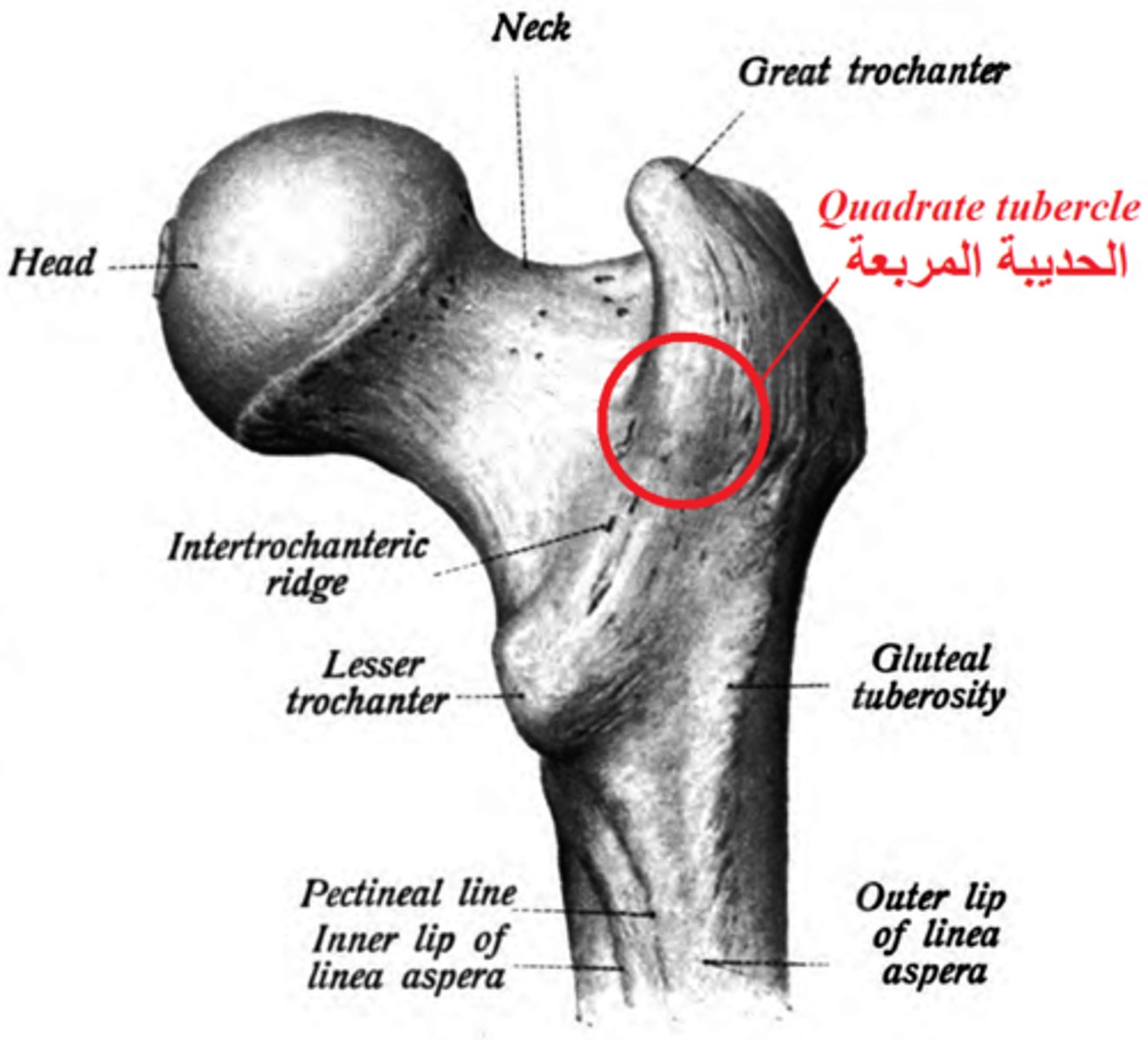 <p>Origin: Ischial Tuberosity</p><p>Insertion: Quadrate tubercle on intertrochanter crest</p><p>Innervation: Nerve to Quadratus Femoris (L5, S1)</p><p>Action: External Rotation, Stabilize the Femoral Head</p>
