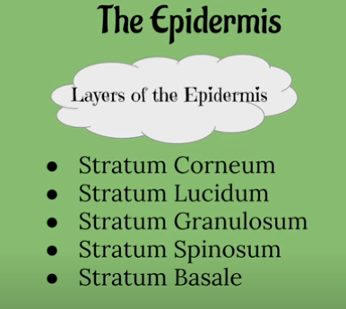 <ul><li><p>Stratum Corneum </p></li><li><p>Stratum Lucidum</p></li><li><p>Stratum Granulosum</p></li><li><p>Stratum Spinosum </p></li><li><p>Stratum Basale </p></li></ul><p></p>