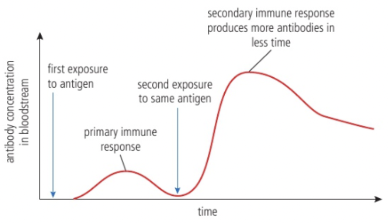 <p>Immunity = Consequence of retaining memory cells; Ability to eliminate an infectious disease from body</p><ul><li><p>Due to long-term survival of lymphocytes (<strong>memory cells</strong>) capable of making specific antibodies needed to fight the infection</p></li></ul><p></p><p><strong>Memory (B/T) cells </strong>= Formed after initial infection / vaccination; Remain in body long-term</p><ul><li><p>Provide rapid and robust response to subsequent exposures to same pathogen → <strong>Secondary immune response</strong></p></li></ul><p></p><p>Primary immune response = Takes time (B/T cells must be activated)</p><p>Secondary immune response = Faster + Produce more antibodies than first exposure</p>