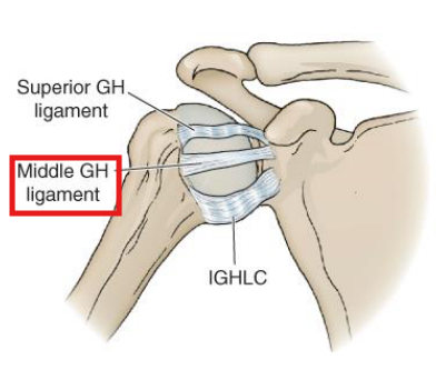 <ul><li><p>Limits <span style="color: red;">ER in 45-75° ABD</span></p></li><li><p>Limits <span style="color: red;">ANTERIOR humeral translation between 0-60˚ ABD</span></p></li><li><p>Resists<span style="color: red;"> INFERIOR humeral translation at rest</span></p></li></ul><p></p>