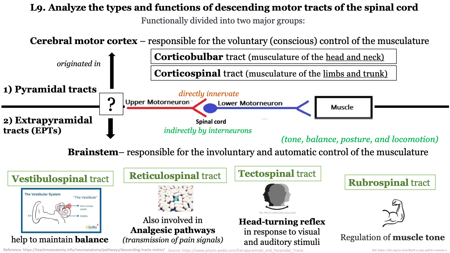 They directly innervate neurons in the ventral horn