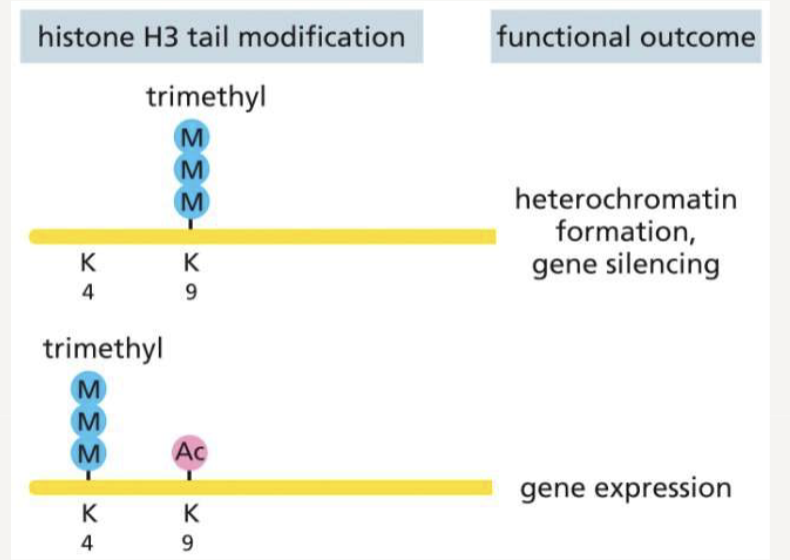 <p>trimethylation of H3K9 leads to heterochromatin formation and gene silencing</p><p>trimethylation and acetylation of H3K4 and H3K9 - leads to gene expression</p>