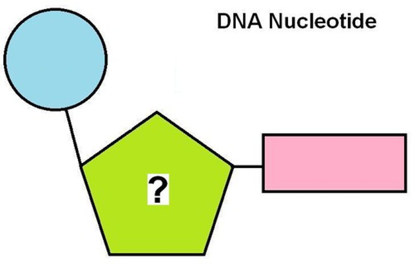 <p>sugar molecule that makes up part of the backbone of DNA</p>