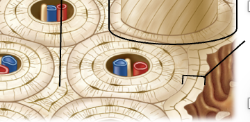 <p>Rings of compact bone that line the inner edge of compact bone tissue; found adjacent to the endosteum</p>
