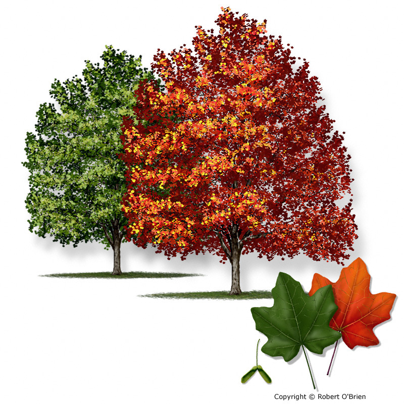 <p>Acer Grandidentatum</p>