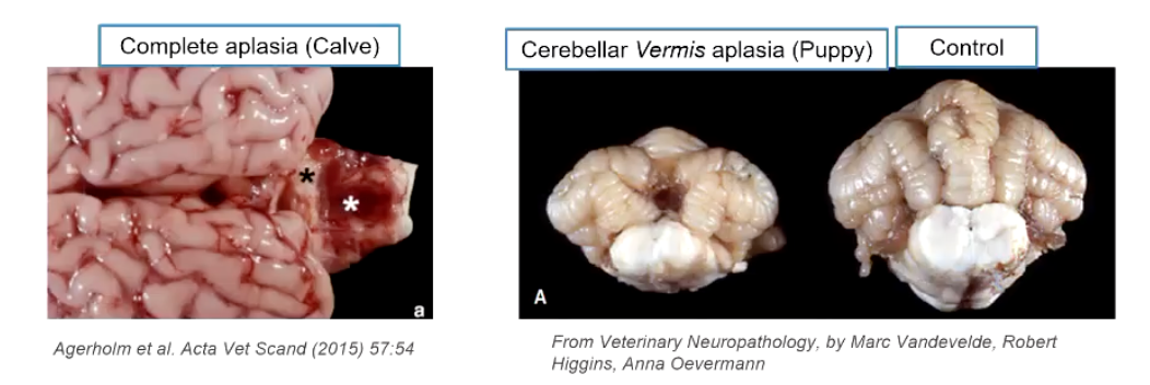 <p><strong>• Cerebellar aplasia</strong></p><ul><li><p>Complete or almost complete absence of cerebellar tissue</p></li><li><p>Cerebellum is replaced by CSF</p></li><li><p>Most common in calves</p></li><li><p><strong>Clinical signs: </strong>unable to stand up after birth or even to right themselves in a sternal position.</p></li></ul><p></p>