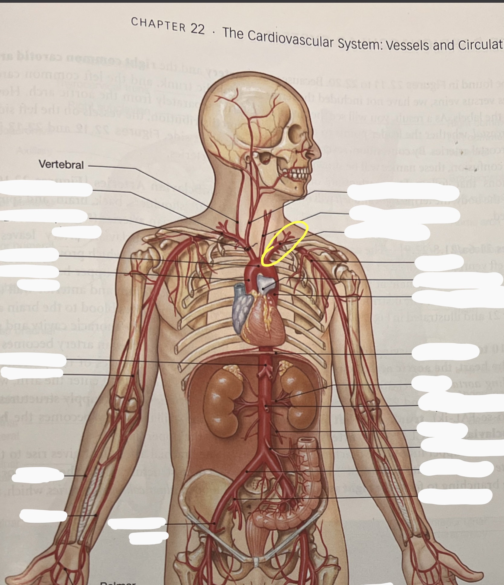 knowt flashcard image