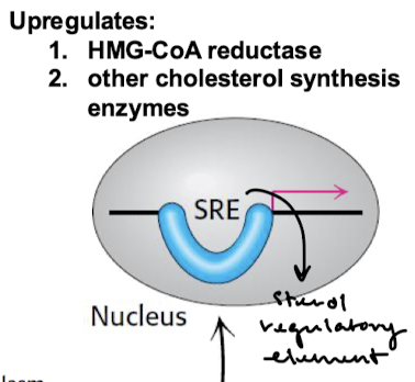 <p>Upregulates:</p><ol><li><p>HMG-CoA reductase</p></li><li><p>other cholesterol synthesis enzymes</p></li></ol><p></p>