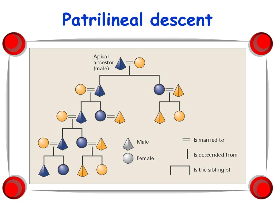 <p>based on or tracing descent through the male line</p>