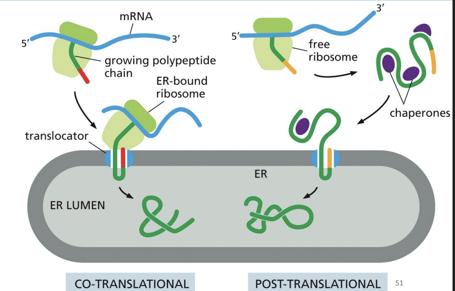 <p>RER can support both co-translation translocation and post-translational translocation.</p>