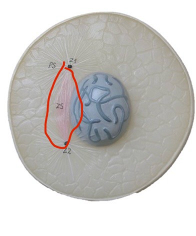 <p>What is this in cell division?</p>