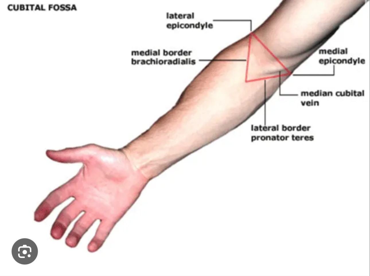 <p>The interior of the elbow joint, upper arm meets forearm</p>