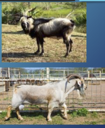 <p>Developed in Spain, primary meat goat before 1993</p>